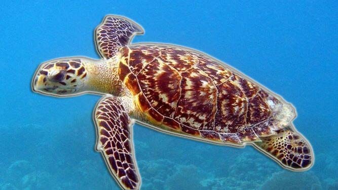 Tragedia en Zanzíbar: 8 niños y 1 adulto mueren por comer tortuga marina