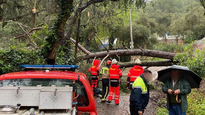 Un árbol caído en la zona de Trassierra.
