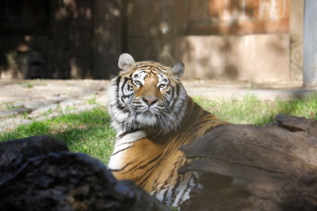 El Zoo de C&oacute;rdoba recibe a dos tigres de bengala, en im&aacute;genes