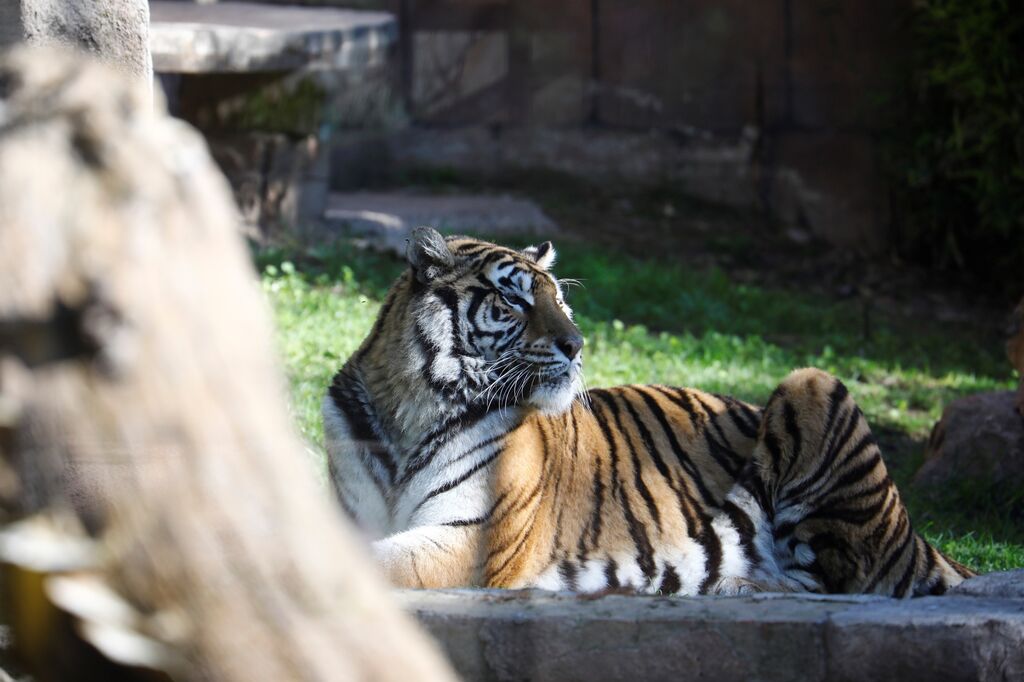 El Zoo de C&oacute;rdoba recibe a dos tigres de bengala, en im&aacute;genes