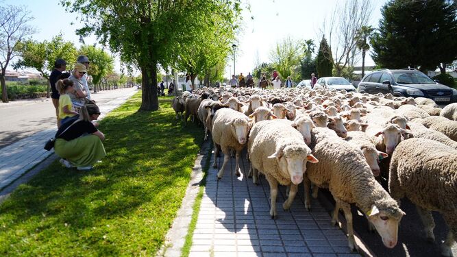 Las ovejas son conducidas en Belalcázar desde la Fuente Vieja.